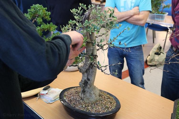 olive bonsai